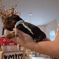 Coco, a male Yorkshire Terrier for sale in Spring Hill, FL – Photo 2 of 6