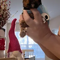 Coco, a male Yorkshire Terrier for sale in Spring Hill, FL – Photo 1 of 6