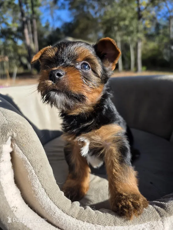 Rocky – Yorkshire Terrier puppy for sale in Spring Hill, FL