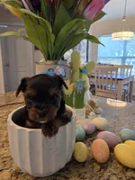 Rocky, a male Yorkshire Terrier for sale in Spring Hill, FL – Photo 4 of 8