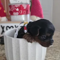 Coco, a male Yorkshire Terrier for sale in Spring Hill, FL – Photo 4 of 6