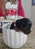 Baby Boy, a male Yorkshire Terrier for sale in Spring Hill, FL – Photo 2 of 5