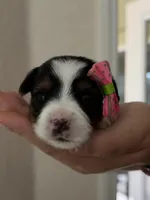 Baby Girl, a female Yorkshire Terrier for sale in Spring Hill, FL – Photo 2 of 5