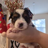 Princess , a female Yorkshire Terrier for sale in Spring Hill, FL – Photo 2 of 7