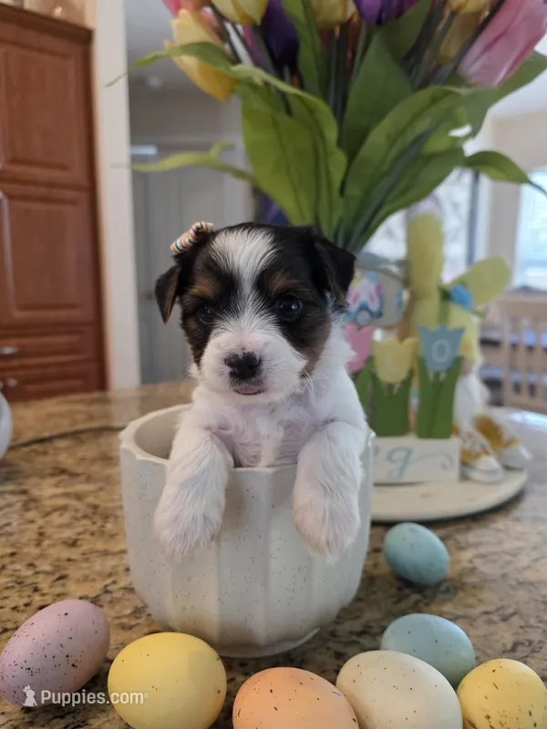 Princess  – Yorkshire Terrier puppy for sale in Spring Hill, FL