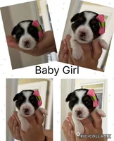 Baby Girl, a female Yorkshire Terrier for sale in Spring Hill, FL – Photo 4 of 5