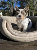Tiny, a male Yorkshire Terrier for sale in Spring Hill, FL – Photo 4 of 8