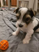 Tiny, a male Yorkshire Terrier for sale in Spring Hill, FL – Photo 8 of 8