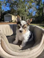Tiny, a male Yorkshire Terrier for sale in Spring Hill, FL – Photo 2 of 8