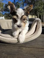 Tiny, a male Yorkshire Terrier for sale in Spring Hill, FL – Photo 5 of 8