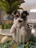 Tiny, a male Yorkshire Terrier for sale in Spring Hill, FL – Photo 7 of 8