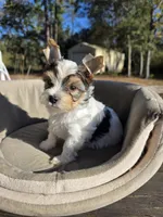 Tiny, a male Yorkshire Terrier for sale in Spring Hill, FL – Photo 1 of 8
