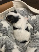 Baby Boy, a male Yorkshire Terrier for sale in Spring Hill, FL – Photo 2 of 4