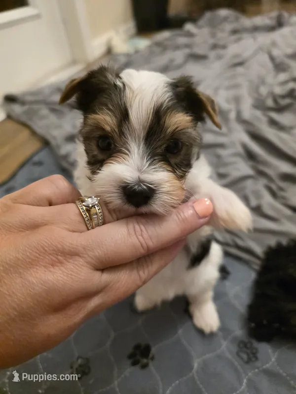 Tiny – Yorkshire Terrier puppy for sale in Spring Hill, FL