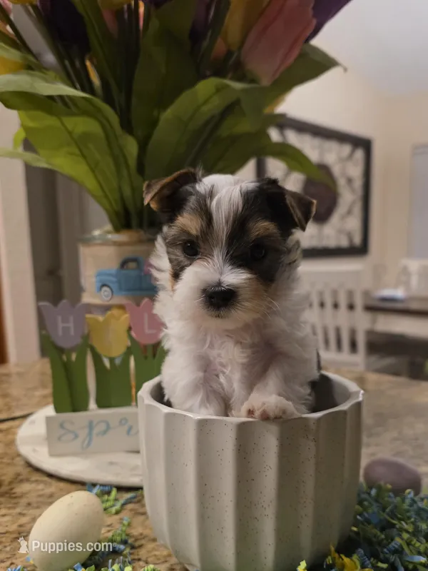 Tiny – Yorkshire Terrier puppy for sale in Spring Hill, FL