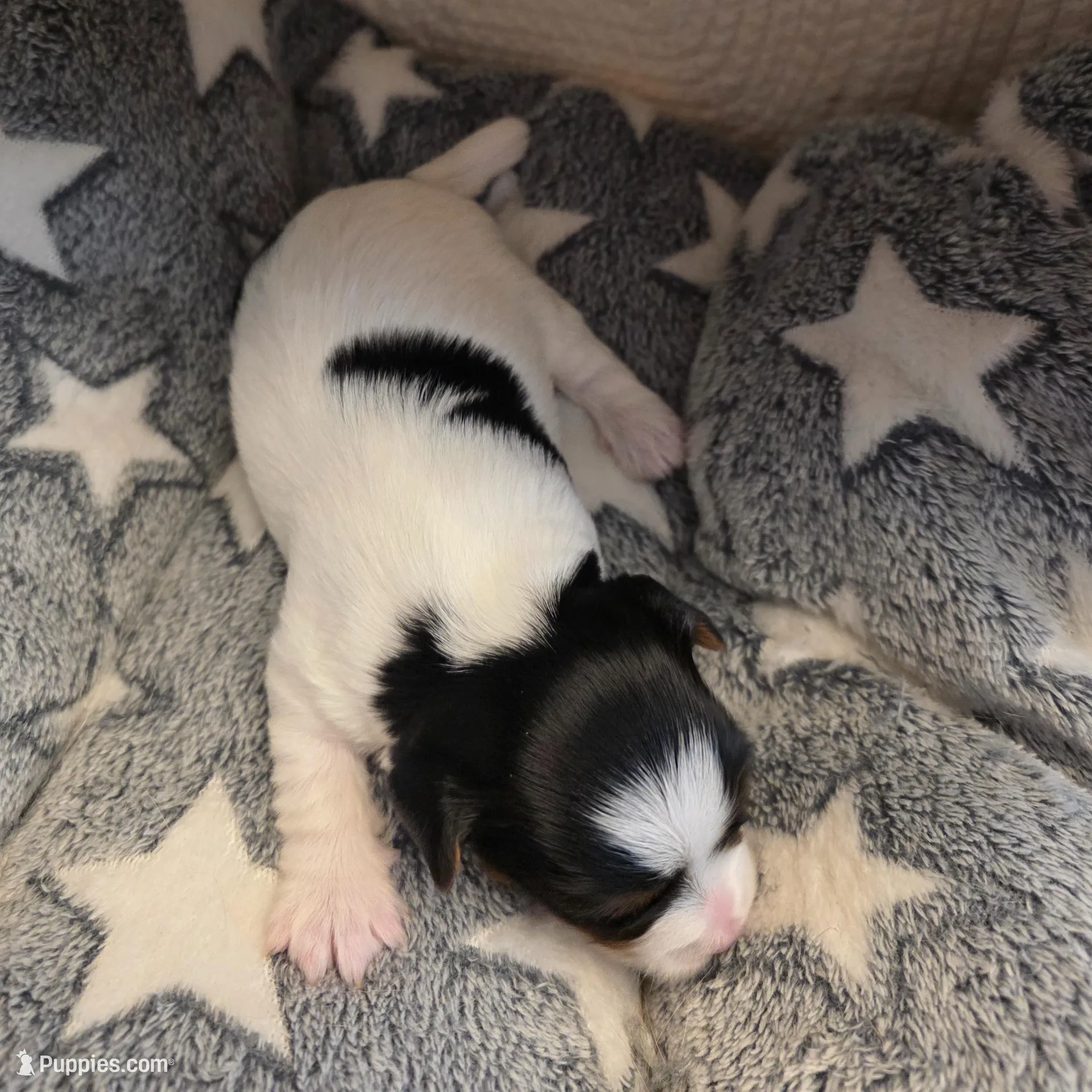 Baby Girl, a female Yorkshire Terrier for sale in Spring Hill, FL – Photo 3 of 5