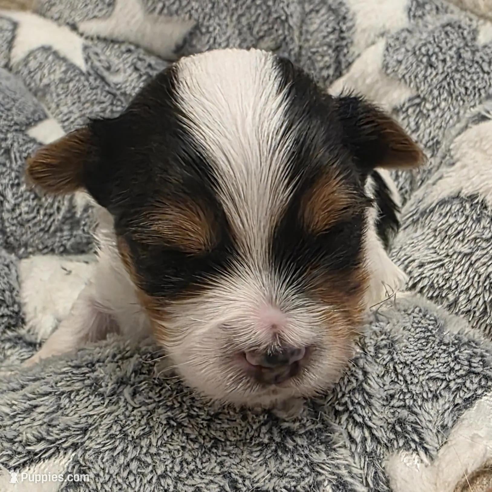 Baby Boy, a male Yorkshire Terrier for sale in Spring Hill, FL – Photo 3 of 4