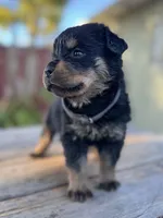 Willow, a female Rottweiler for sale in Richmond, CA – 5 of 6