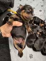 Yellow girl, a female Rottweiler for sale in Richmond, CA – 3 of 4