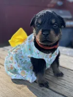 Pippa , a female Rottweiler for sale in Richmond, CA – 5 of 6