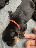 Orange girl, a female Rottweiler for sale in Richmond, CA – 4 of 4