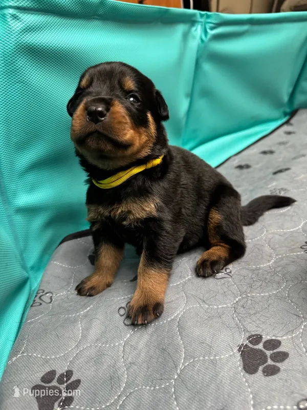 Yellow girl – Rottweiler puppy for sale in Richmond, CA