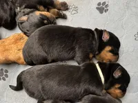Black boy, a male Rottweiler for sale in Richmond, CA – 5 of 5