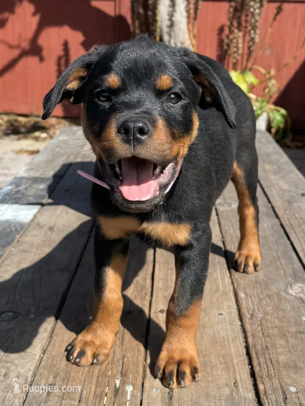 Mia – Rottweiler puppy for sale in Richmond, CA