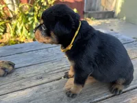 Zara, a female Rottweiler for sale in Richmond, CA – 3 of 10