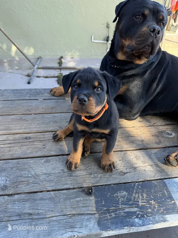 Pippa  – Rottweiler puppy for sale in Richmond, CA