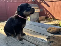 Mia, a female Rottweiler for sale in Richmond, CA – 2 of 6