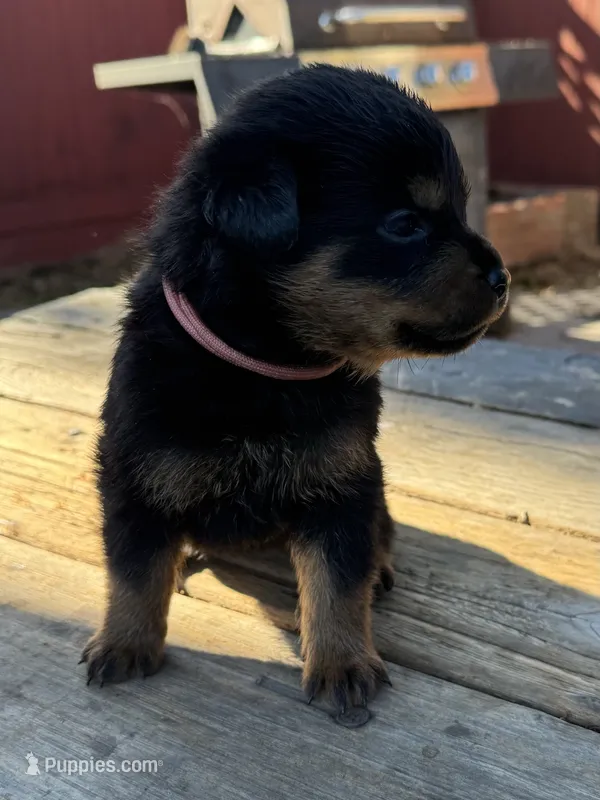 Pink girl – Rottweiler puppy for sale in Richmond, CA