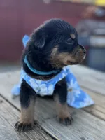 Roxy, a female Rottweiler for sale in Richmond, CA – 5 of 8