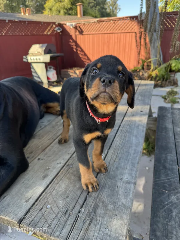 Ruby – Rottweiler puppy for sale in Richmond, CA