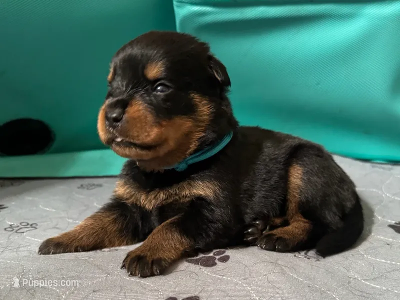 Light blue girl – Rottweiler puppy for sale in Richmond, CA