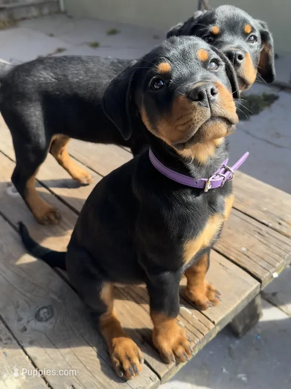 Nala  – Rottweiler puppy for sale in Richmond, CA