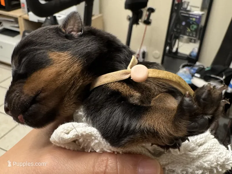 Pink girl – Rottweiler puppy for sale in Richmond, CA