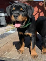 Willow, a female Rottweiler for sale in Richmond, CA – 3 of 10