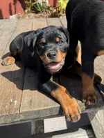 Ruby, a female Rottweiler for sale in Richmond, CA – 3 of 10