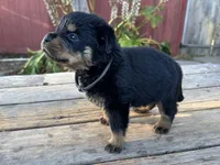 Willow, a female Rottweiler for sale in Richmond, CA – 4 of 6
