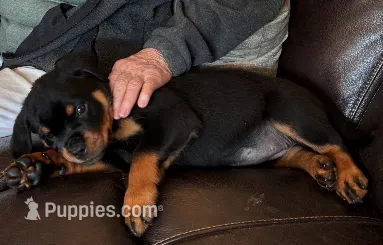 Willow – Rottweiler puppy for sale in Richmond, CA
