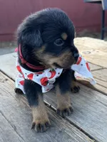 Ruby, a female Rottweiler for sale in Richmond, CA – 3 of 4