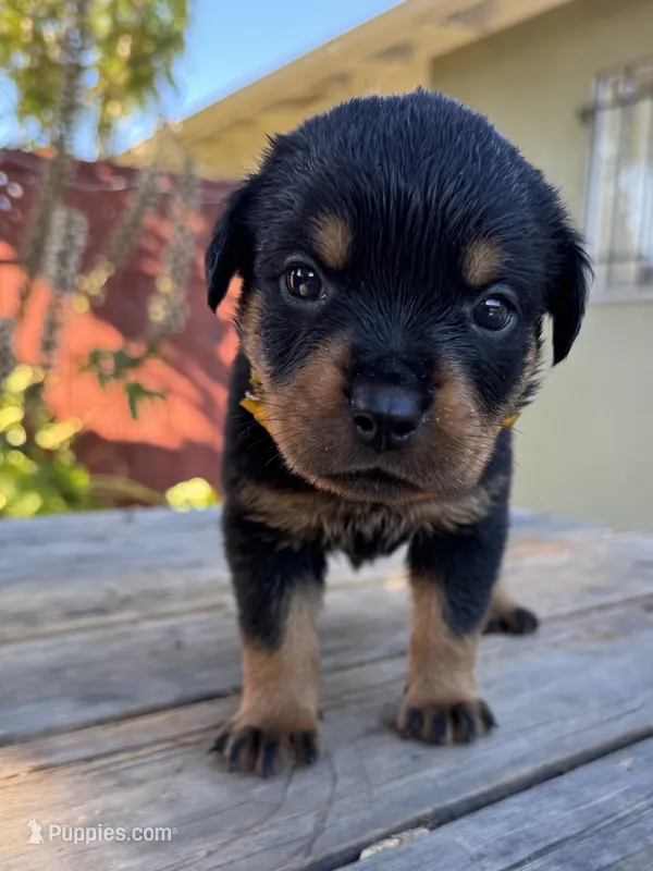 Yellow girl – Rottweiler puppy for sale in Richmond, CA