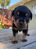 Zara, a female Rottweiler for sale in Richmond, CA – 1 of 10