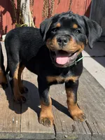 Willow, a female Rottweiler for sale in Richmond, CA – 4 of 10