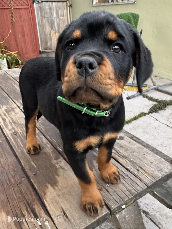 Willow – Rottweiler puppy for sale in Richmond, CA