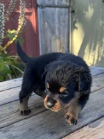 Ruby, a female Rottweiler for sale in Richmond, CA – 2 of 4