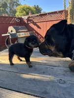 Mia, a female Rottweiler for sale in Richmond, CA – 3 of 6