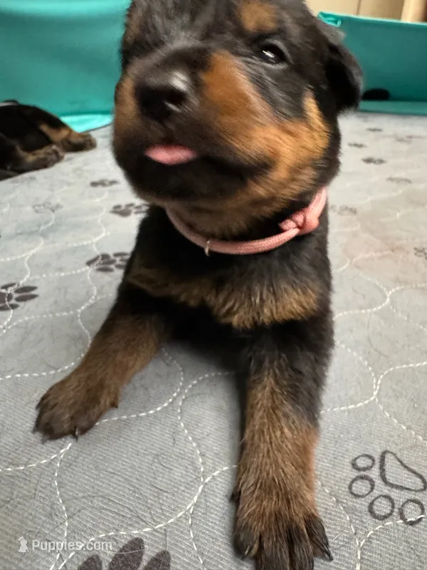 Pink girl – Rottweiler puppy for sale in Richmond, CA