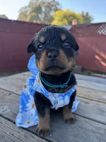 Roxy, a female Rottweiler for sale in Richmond, CA – 7 of 8